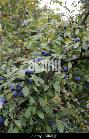 PRUNUS spinosa. Prugnolo. Foto Stock