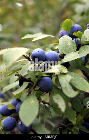 PRUNUS spinosa. Prugnolo. Foto Stock