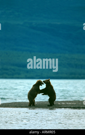 L'orso bruno (Ursus arctos), combattimento, STATI UNITI D'AMERICA, Alaska Foto Stock