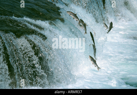 Salmone atlantico (lago pop. negli Stati Uniti/Canada: ouananiche, lago di salmone atlantico, senza sbocco sul mare salmone, la Sebago) Salmone (Salmo salar), l Foto Stock