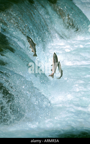 Salmone atlantico (lago pop. negli Stati Uniti/Canada: ouananiche, lago di salmone atlantico, senza sbocco sul mare salmone, la Sebago) Salmone (Salmo salar), l Foto Stock