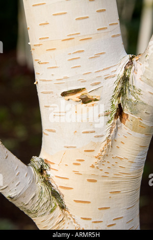 Betulla ^corteccia : Betula utilis jaquemontii Foto Stock