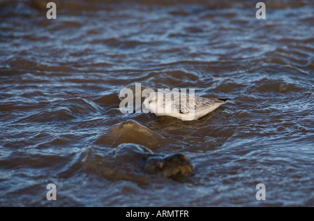 Sanderling Calidris alba alimentazione su North Norfolk Beach in inverno Foto Stock