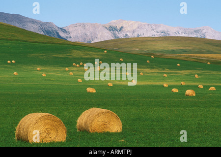 Laminati di balle di fieno in colline ai piedi delle montagne rocciose, Alberta, Canada. Foto Stock