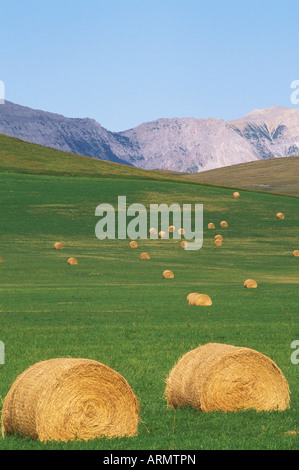 Laminati di balle di fieno in colline ai piedi delle montagne rocciose, Alberta, Canada. Foto Stock