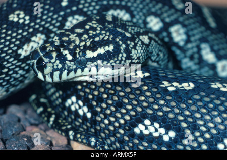 Diamond Python (Morelia spilota spilota, Morelia argus) Foto Stock