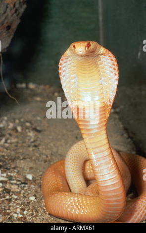 Monocled cobra (Naja kaouthia), albinotic singoli Foto Stock