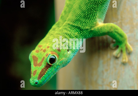 Madagascar giorno gigante gecko (Phelsuma madagascariensis grandis), ritratto. Foto Stock