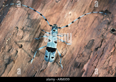 Rosalia longicorn (Rosalia alpina), imago Foto Stock