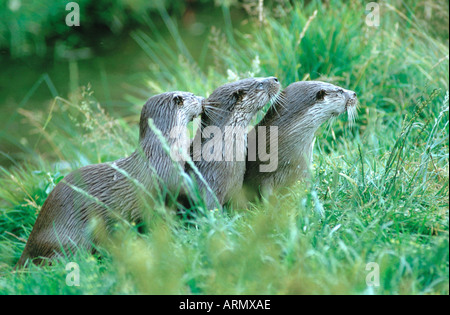 Unione Lontra di fiume, Lontra europea, lontra (Lutra lutra), tre persone in ugal, su un prato Foto Stock