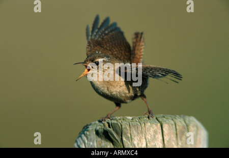 Winter wren (Troglodytes troglodytes), il ritratto di un singolo animale, seduto su un post, cantando, Paesi Bassi, Texel Foto Stock