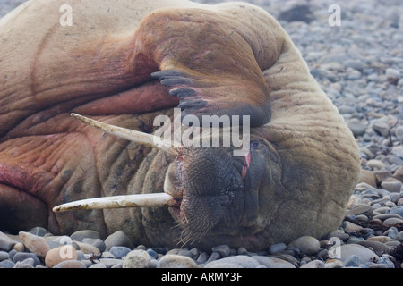 Tricheco (Odobenus rosmarus), che giace sulla spiaggia. Foto Stock