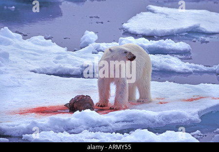 Orso polare (Ursus maritimus), con guarnizione catturato, il più grande del mondo bear e carnivore, artiche, Arctic Foto Stock