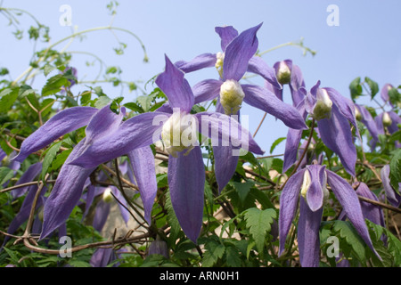 La clematide alpina. Pianta rampicante. Blue sky. Giardino inglese. Regno Unito Foto Stock