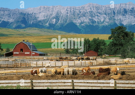 Ranch di bestiame nelle colline ai piedi delle montagne rocciose, Alberta, Canada. Foto Stock