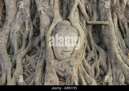 Testa di Buddha annegato nella struttura ad albero della Thailandia Foto Stock