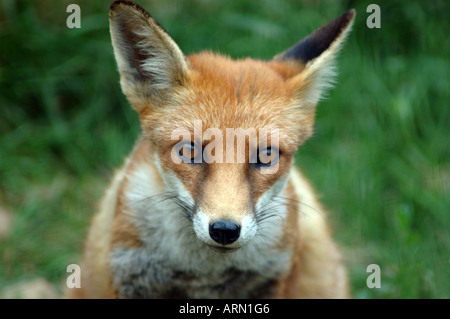 La volpe rossa vulpes vulpes Foto Stock