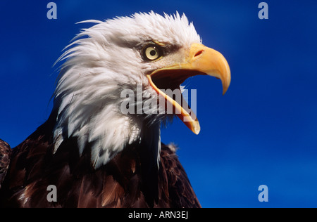 Aquila calva (Haliaetus leucocephalus), British Columbia, Canada. Foto Stock