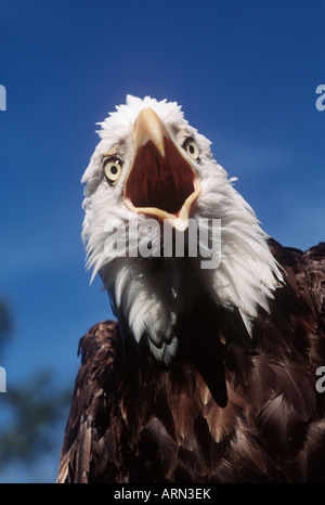 Aquila calva (Haliaetus leucocephalus), British Columbia, Canada. Foto Stock