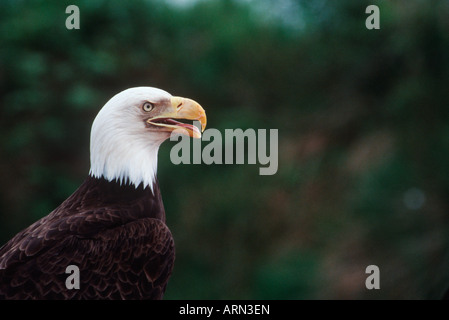 Aquila calva (Haliaetus leucocephalus), British Columbia, Canada. Foto Stock