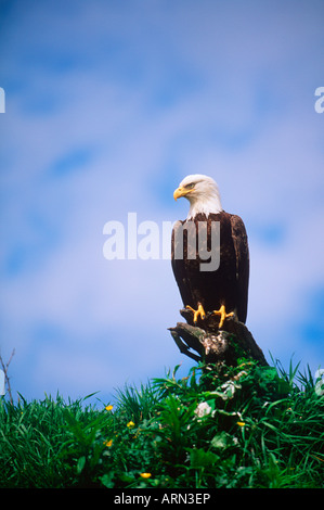 Aquila calva (Haliaetus leucocephalus), British Columbia, Canada. Foto Stock