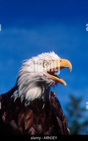 Aquila calva (Haliaetus leucocephalus), British Columbia, Canada. Foto Stock