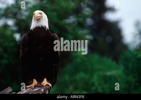 Aquila calva (Haliaetus leucocephalus), British Columbia, Canada. Foto Stock