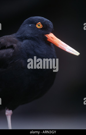 Nero (Oystercatcher Haematopus bachmani), British Columbia, Canada. Foto Stock