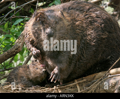 Baby castori lodge Foto Stock