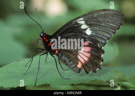 Rosa Cuore di bestiame Butterfly, British Columbia, Canada. Foto Stock