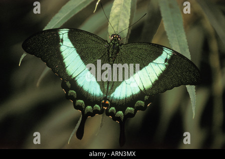 Verde-nastrati farfalla a coda di rondine della Malaysia, British Columbia, Canada. Foto Stock