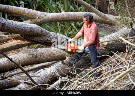 L'uomo 63 utilizzando una motosega per tagliare il grande albero in legno Foto Stock