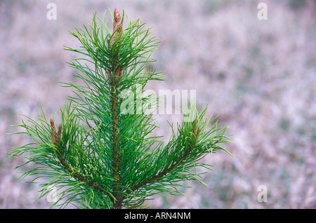 Giovani Ponderosa Pine Tree leader nel prato, British Columbia, Canada. Foto Stock