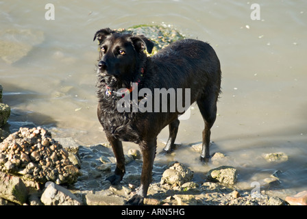 Il Labrador NERO CROSS RESCUE cane bagnato fiume permanente Foto Stock