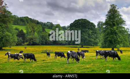 Holstein il frisone mucche al pascolo in buttercup prato in chilterns nei pressi di high wycombe buckinghamshire England Regno Unito Foto Stock