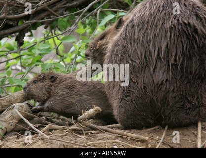 Baby castori Lodge sul fiume Ohio Foto Stock