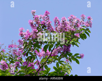 Arricciato (Mirto lagerstroemia) Foto Stock