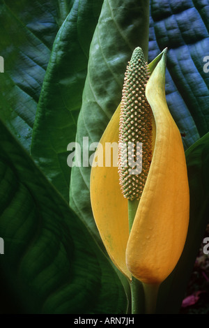 Giallo Skunk cavolo (Lysichitum americanum), British Columbia, Canada. Foto Stock