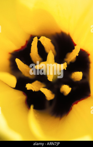 Tulipano giallo dettaglio di stame e pistilli, British Columbia, Canada. Foto Stock