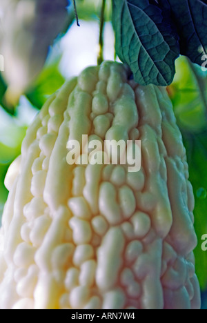 Vista ingrandita di gourd Amaro sulla coltivazione della vigna Foto Stock