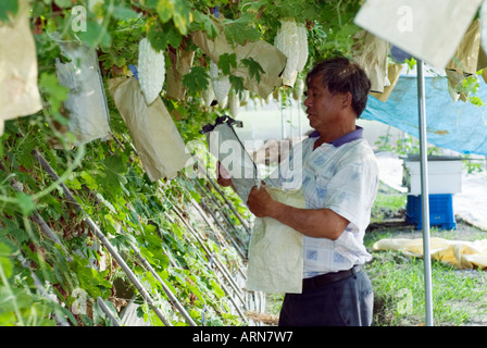 Agricoltore rimozione gourd Amaro da carta di protezione manicotto Taiwan Cina Foto Stock