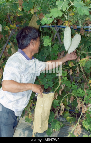 Farmer Picking gourd Amaro Off al suo vitigno Taiwan Cina Foto Stock