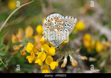 Blu comune Polyommatus icarus femmina Foto Stock