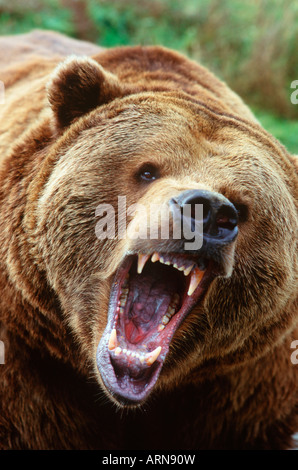 Costiera Orso grizzly (Ursus horribilus), full face ululano, British Columbia, Canada. Foto Stock