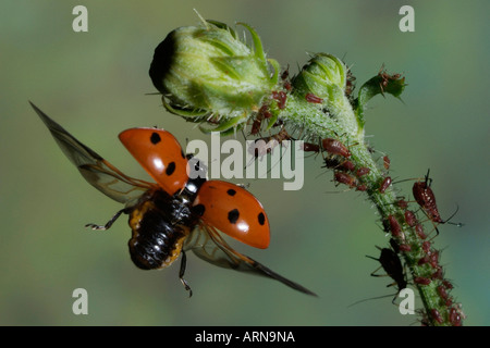 Sette-spotted ladybird (Cocinella septempunctata) e pidocchi vegetali (afidi) Foto Stock