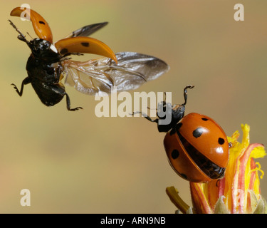 Sette-spotted ladybird (Cocinella septempunctata) Foto Stock