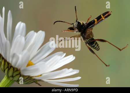 Wasp beetle (Clytus arietis) Foto Stock