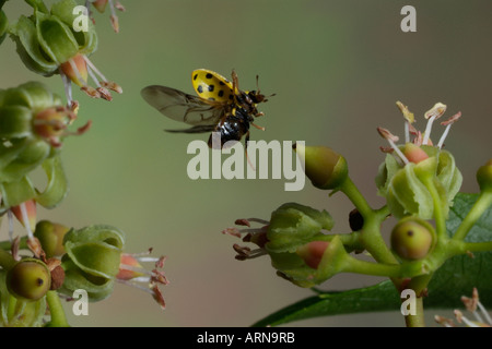 22-spot ladybird (Thea vigintiduopunctata) Foto Stock