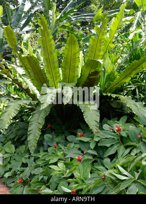 Bird's Nest (felci Asplenium nidus) e lo zenzero a spirale (costo) Foto Stock