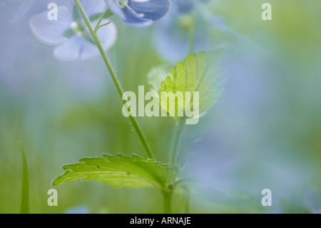 Germander Speedwell (Veronica chamaedrys) Foto Stock